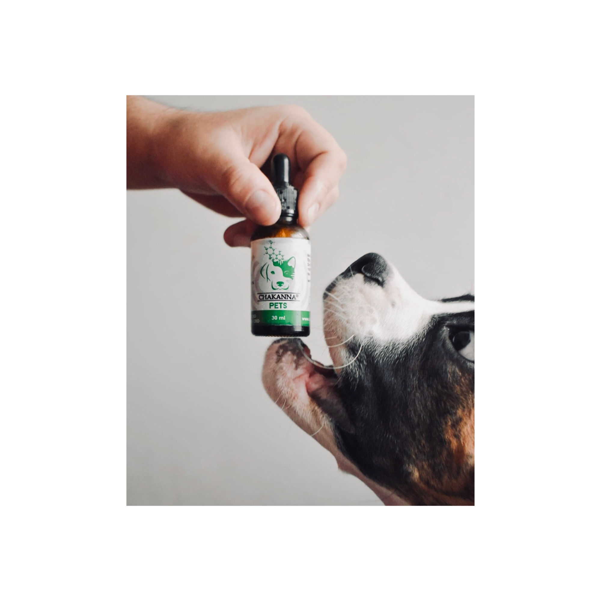 PETS ACEITE